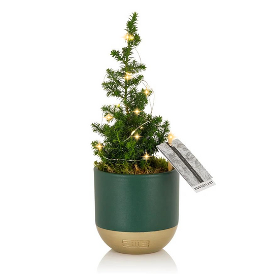 Mini Living Christmas Tree in Green and Gold Ceramic Pot and Twinkly Lights
