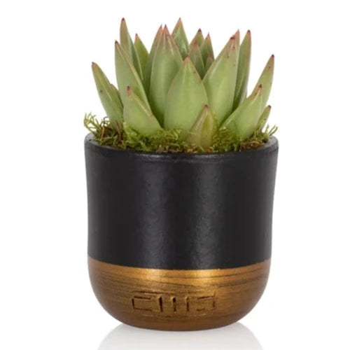 A Little Succulent Box of Hugs - Mini Hug