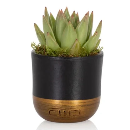 A Little Succulent Box of Hugs - Mini Hug