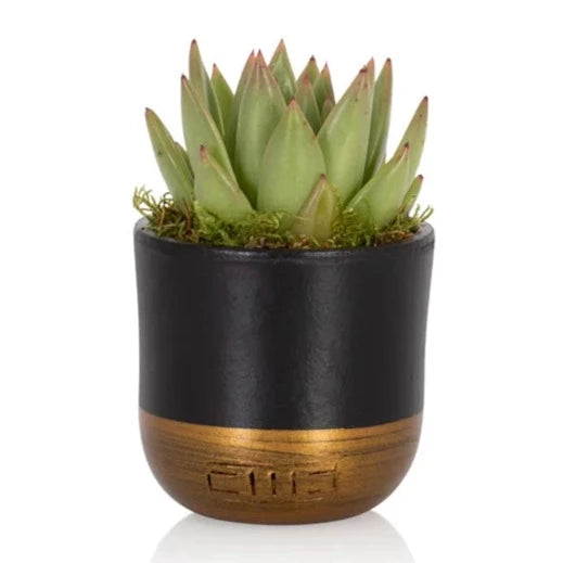 The Little Botanical Company Mini Miranda Succulent In Black and Gold Pot