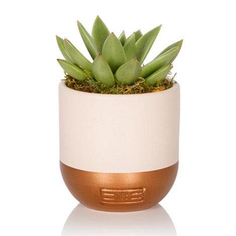 The Little Botanical Company Mini Miranda Succulent in Pink and Copper Pot