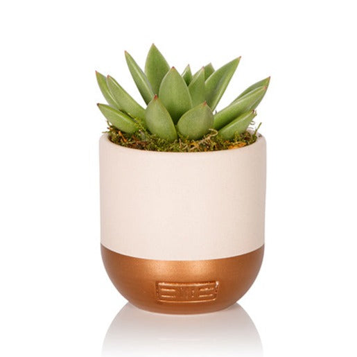 A Little Succulent Box of Hugs - Mini Hug